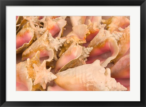 Framed Conch Shells, Blue Hill Beach, Turks and Caicos, Caribbean Print