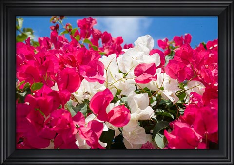 Framed Bougainvillea, Cayman Brac, Cayman Islands, Caribbean Print