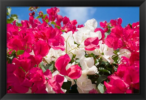 Framed Bougainvillea, Cayman Brac, Cayman Islands, Caribbean Print