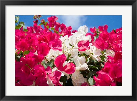 Framed Bougainvillea, Cayman Brac, Cayman Islands, Caribbean Print