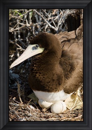 Framed Brown Booby wildlife Cayman Islands, Caribbean Print