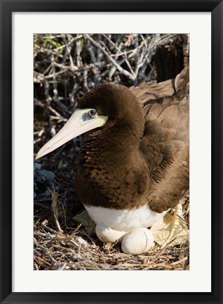 Framed Brown Booby wildlife Cayman Islands, Caribbean Print