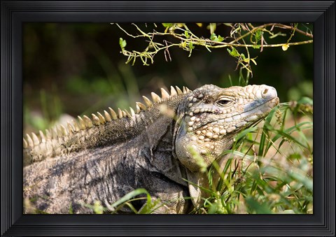 Framed Iguanas (Lizard), Cayman Islands, Caribbean Print