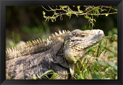 Framed Iguanas (Lizard), Cayman Islands, Caribbean Print