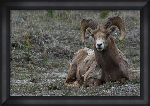 Framed Alberta, Columbia Icefields Parkway, bighorn sheep Print