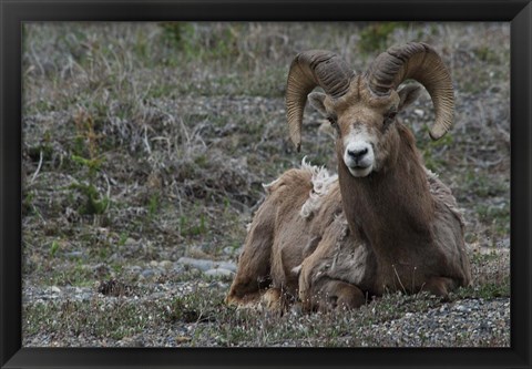 Framed Alberta, Columbia Icefields Parkway, bighorn sheep Print