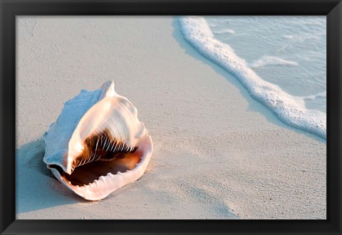 Framed Conch Shell At Sunset, St Martin, Caribbean Print