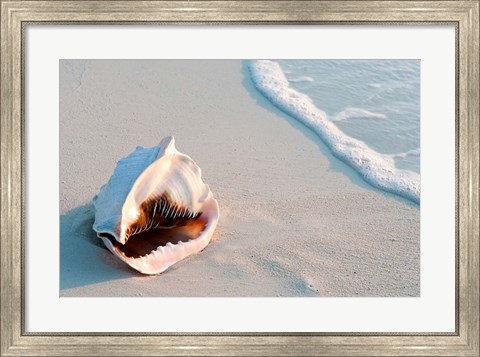 Framed Conch Shell At Sunset, St Martin, Caribbean Print