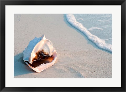 Framed Conch Shell At Sunset, St Martin, Caribbean Print