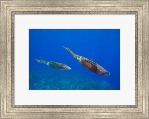 Framed Cayman Islands, Caribbean Reef Squid, Marine Life Print