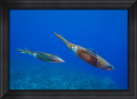 Framed Cayman Islands, Caribbean Reef Squid, Marine Life Print