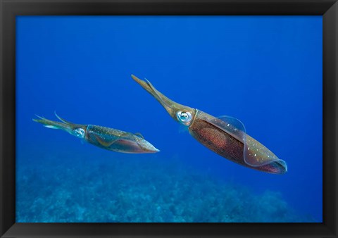 Framed Cayman Islands, Caribbean Reef Squid, Marine Life Print