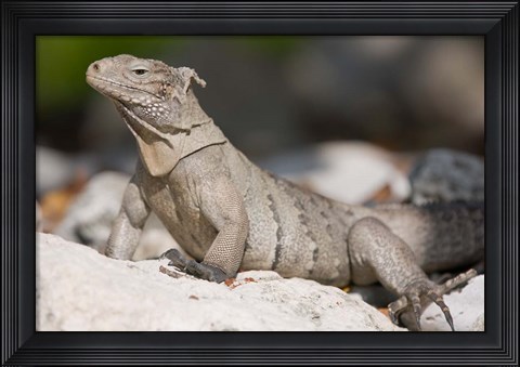 Framed Cayman Islands, Caymans iguana, Lizard, rocky beach Print
