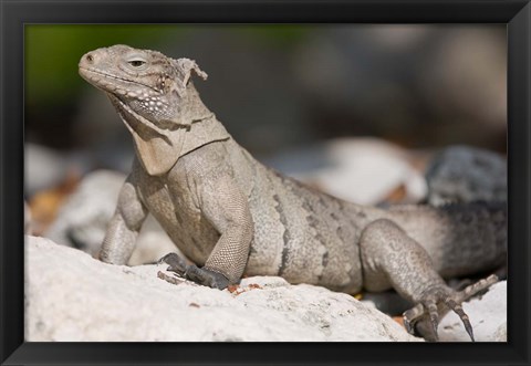 Framed Cayman Islands, Caymans iguana, Lizard, rocky beach Print