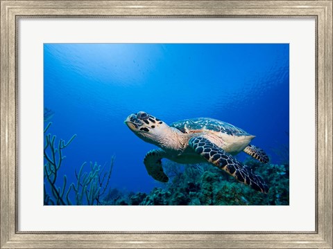 Framed Cayman Islands, Hawksbill Sea Turtle and coral reef Print
