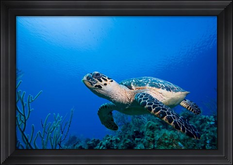 Framed Cayman Islands, Hawksbill Sea Turtle and coral reef Print