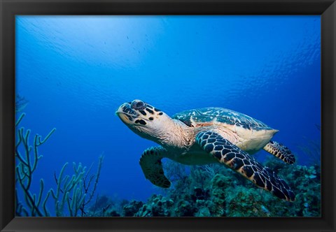 Framed Cayman Islands, Hawksbill Sea Turtle and coral reef Print