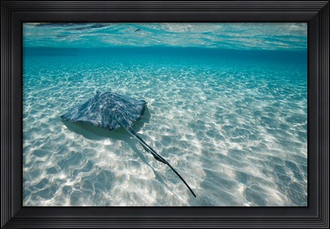 Framed Cayman Islands, Southern Stingray in Caribbean Sea Print