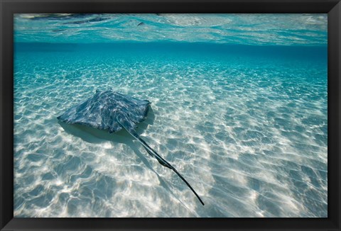 Framed Cayman Islands, Southern Stingray in Caribbean Sea Print