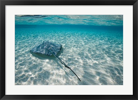 Framed Cayman Islands, Southern Stingray in Caribbean Sea Print
