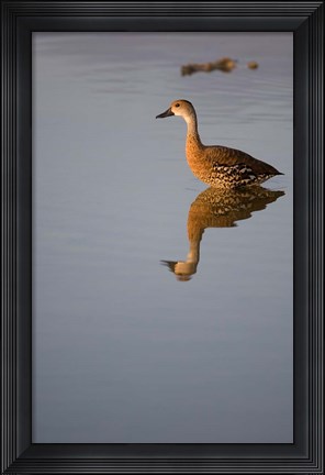 Framed Cayman Islands, West Indian Whistling Duck Print
