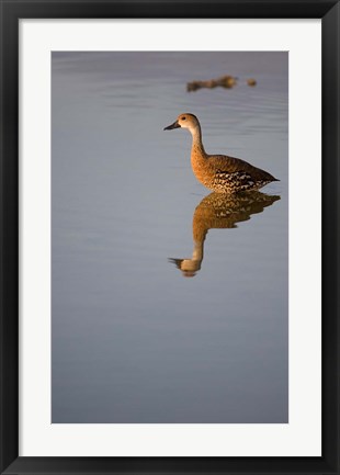 Framed Cayman Islands, West Indian Whistling Duck Print