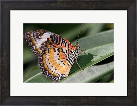 Framed Lacewing Butterfly at the Butterfly Farm, St Martin, Caribbean Print