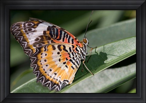 Framed Lacewing Butterfly at the Butterfly Farm, St Martin, Caribbean Print