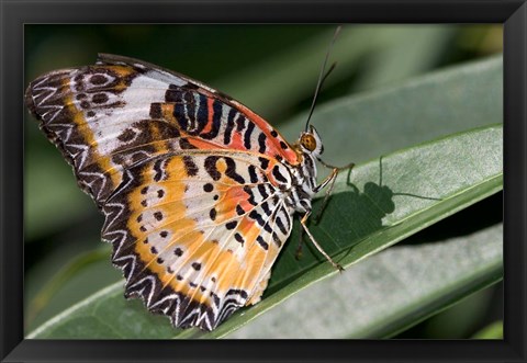 Framed Lacewing Butterfly at the Butterfly Farm, St Martin, Caribbean Print