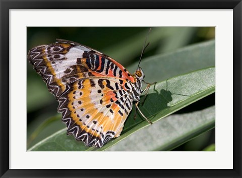 Framed Lacewing Butterfly at the Butterfly Farm, St Martin, Caribbean Print