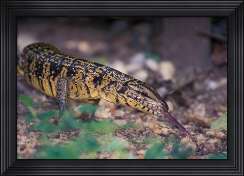 Framed Trinidad, Asa Wright Nature Ctr, Tiger Lizard Print