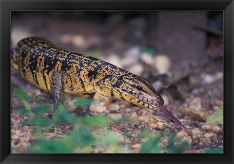 Framed Trinidad, Asa Wright Nature Ctr, Tiger Lizard Print