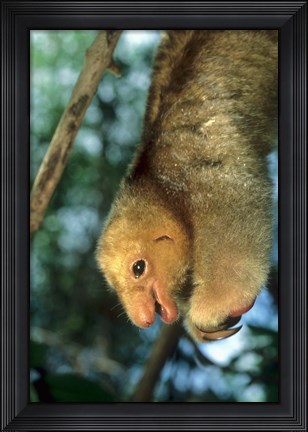 Framed Close up of Silky Pygmy Anteater wildlife, Mangrove, Trinidad Print