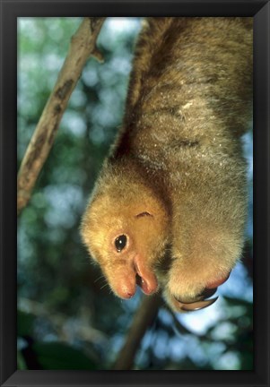 Framed Close up of Silky Pygmy Anteater wildlife, Mangrove, Trinidad Print