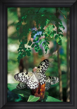 Framed Butterfly Farm on St Martin, Caribbean Print
