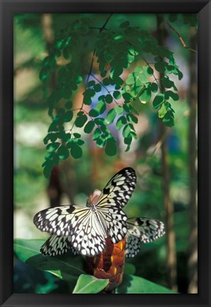 Framed Butterfly Farm on St Martin, Caribbean Print
