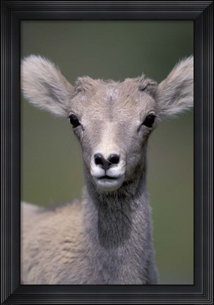 Framed Bighorn Sheep, Banff National Park, Alberta, Canada Print