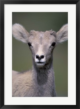 Framed Bighorn Sheep, Banff National Park, Alberta, Canada Print