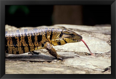 Framed Golden Tegu Lizard, Asa Wright Wildlife Sanctuary, Trinidad, Caribbean Print