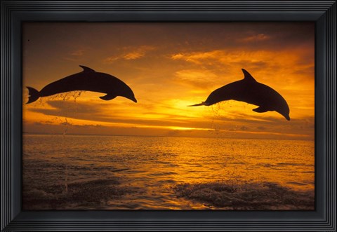 Framed Silhoutte of Bottlenose Dolphins, Caribbean Print