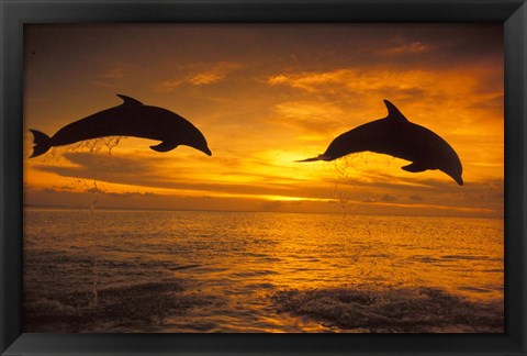 Framed Silhoutte of Bottlenose Dolphins, Caribbean Print