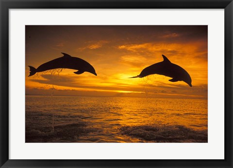 Framed Silhoutte of Bottlenose Dolphins, Caribbean Print