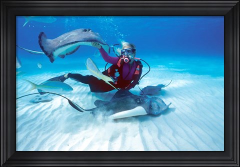 Framed Stingray City, Cayman Islands, Caribbean Print