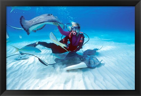Framed Stingray City, Cayman Islands, Caribbean Print