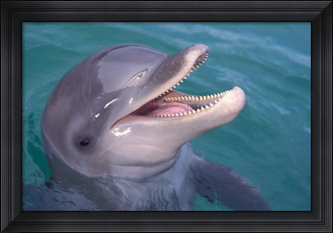 Framed Bottlenose Dolphin, Caribbean Print