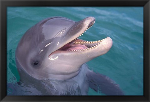 Framed Bottlenose Dolphin, Caribbean Print