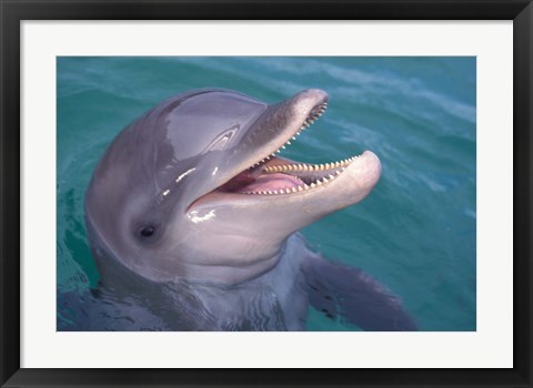 Framed Bottlenose Dolphin, Caribbean Print