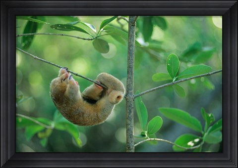 Framed Silky Anteater wildlife, West Indies, Trinidad Print