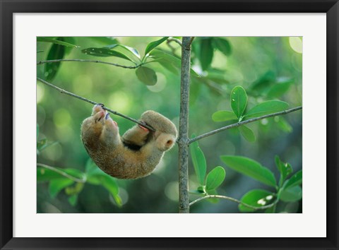Framed Silky Anteater wildlife, West Indies, Trinidad Print