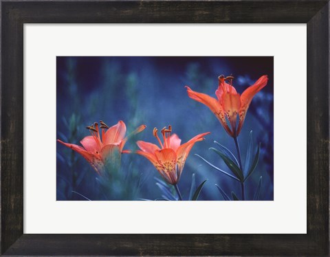 Framed Alberta, Jasper National Park Wood lily flowers Print